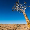 NAM KAR Gondwana 2016NOV19 NaturePark 016 : 2016 - African Adventures, Karas, Namibia, Southern, Africa, Gondwana Nature Park, 2016, November